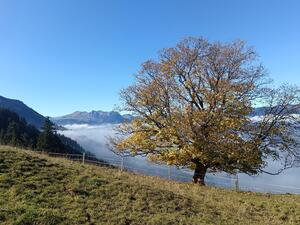 Sachseln