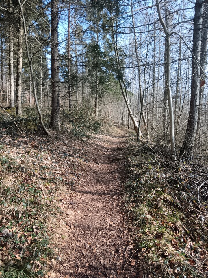 In the Forest