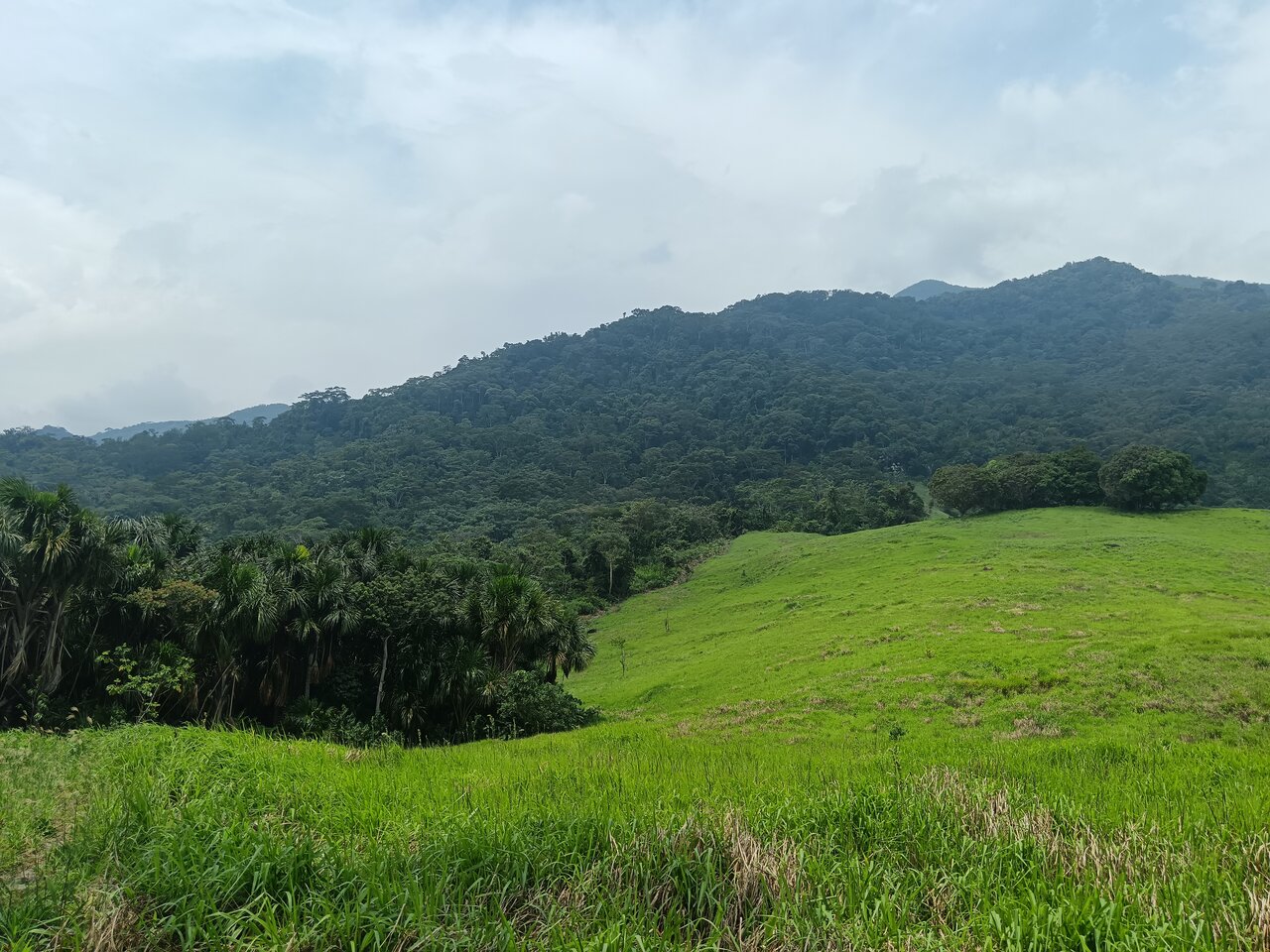 cachiyacu