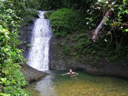 Rainforest