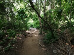 Path in the Jungle, Tayrona National Park, Colombia